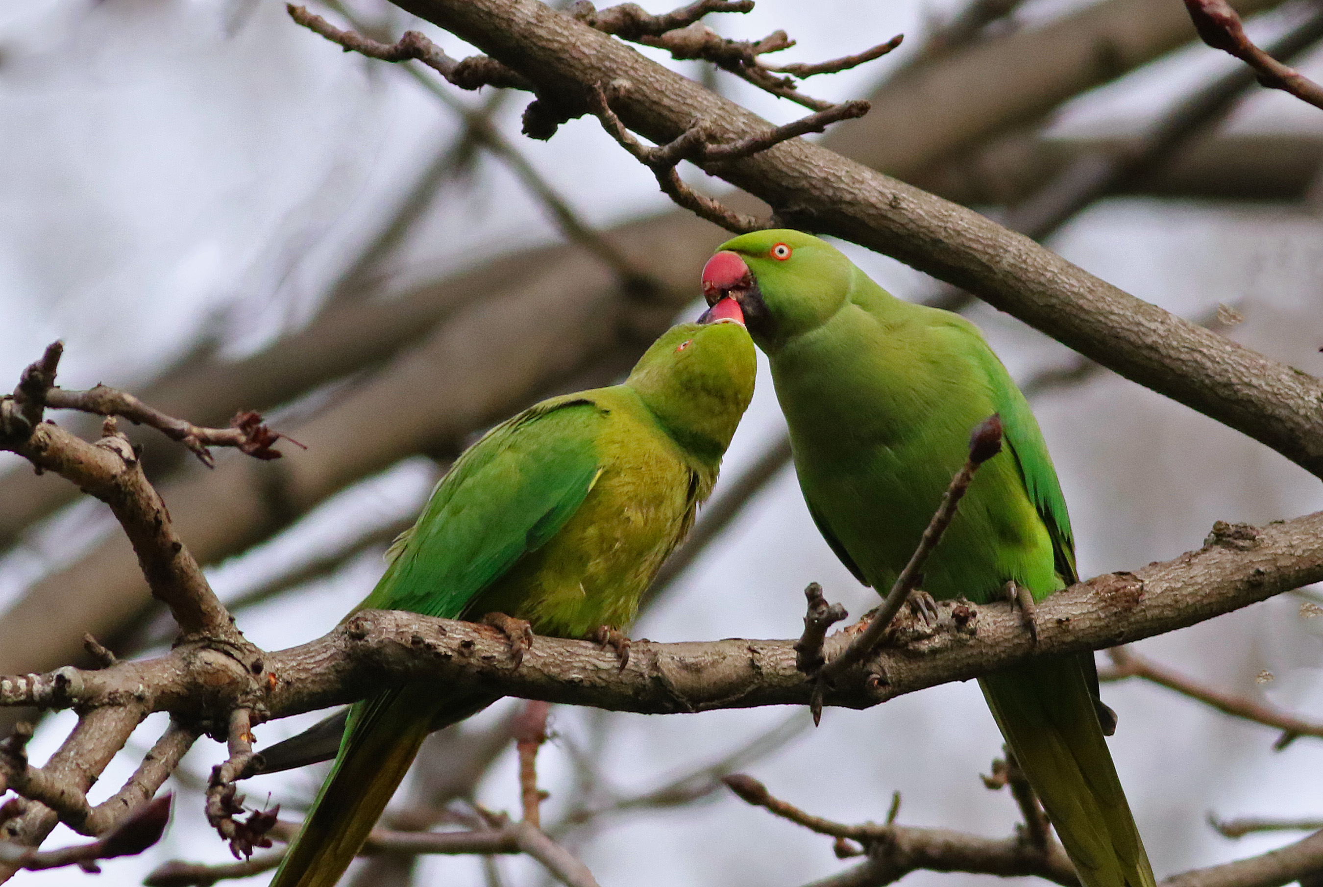 Rose-ringed Parakeet